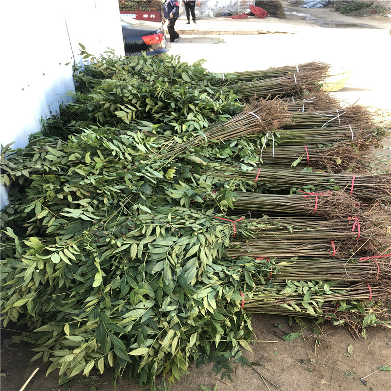 大香椿苗批發(fā)價(jià)格占地大香椿苗批發(fā)基地