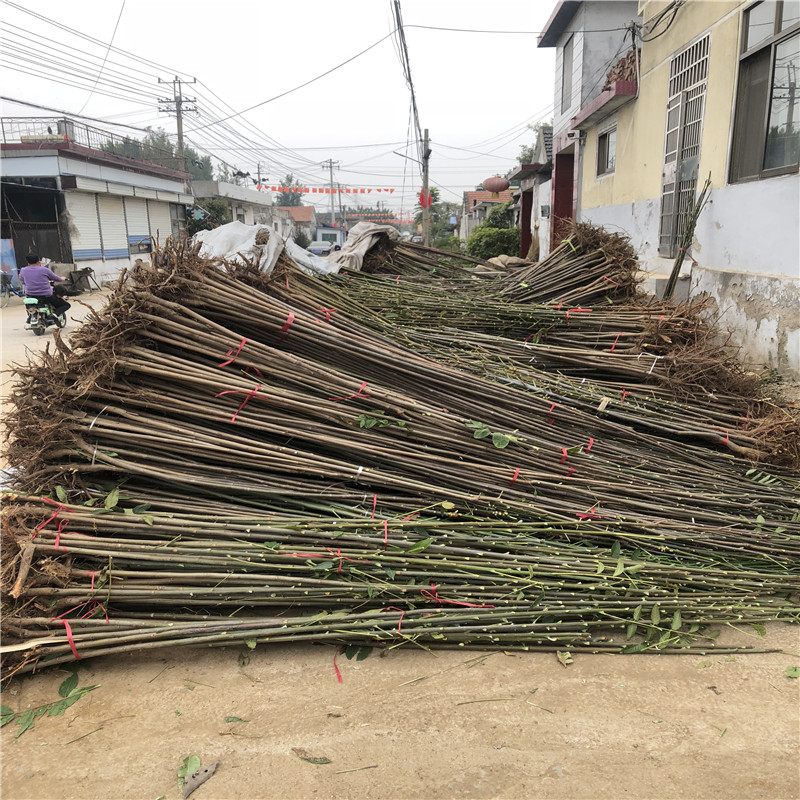 大棚香椿苗种植技术高度一米以上大棚香椿苗批发基地