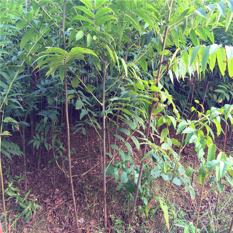 香椿小苗苗場電話直徑一公分香椿小苗批發(fā)基地