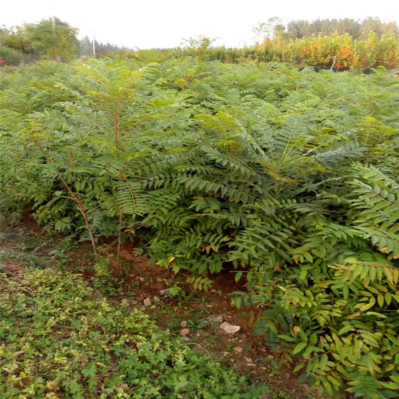 大香椿苗种植技术一公分半大香椿苗批发基地