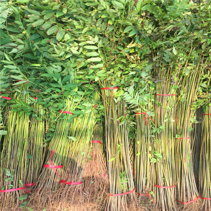 紅油香椿大苗種植技術(shù)占地紅油香椿大苗批發(fā)基地