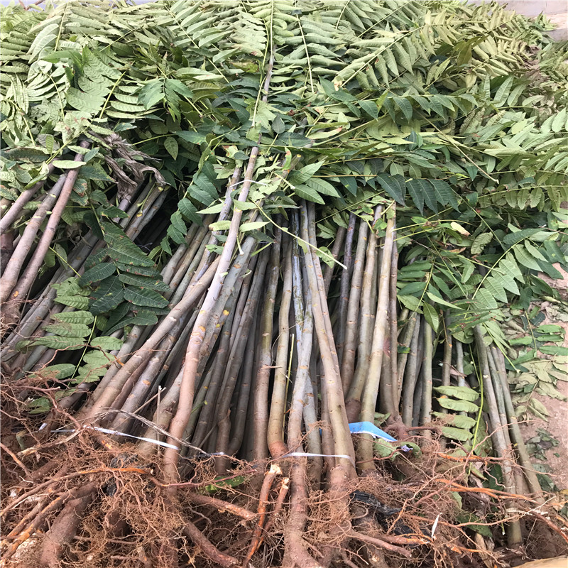香椿苗兩年結(jié)果占地香椿苗市場報價