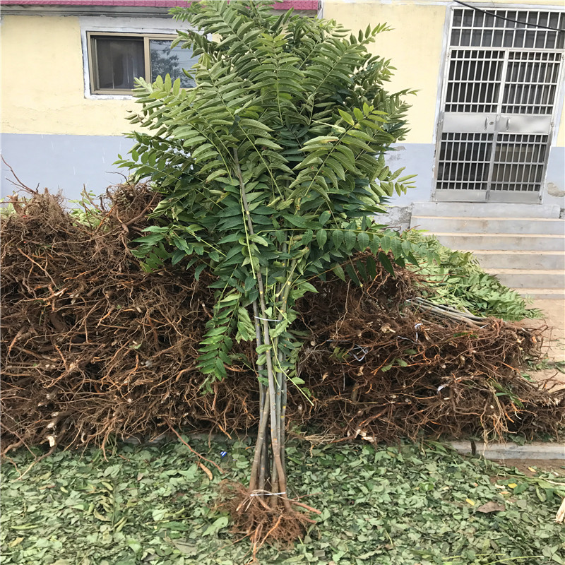 大棚香椿苗批發(fā)基地三公分大棚香椿苗市場報價