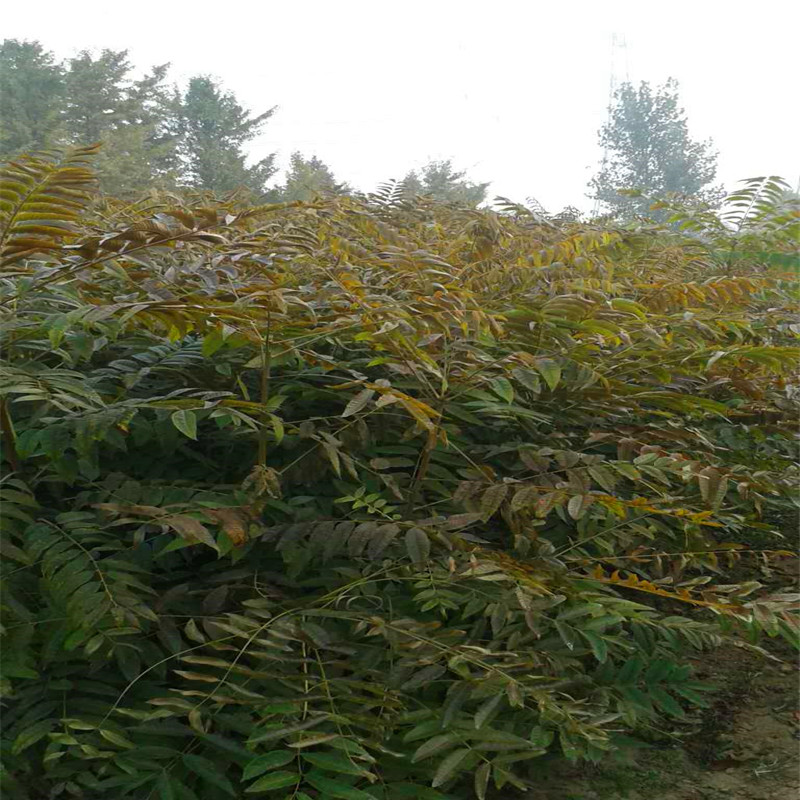 香椿苗种植技术占地香椿苗批发基地