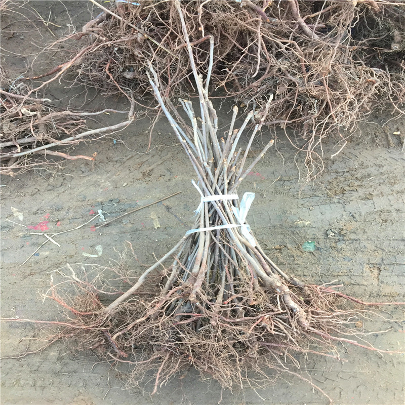 泰山香椿苗種植季節(jié)高度一米以上泰山香椿苗品種特點