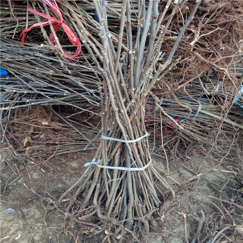 香椿樹小苗品種特色占地香椿樹小苗批發(fā)基地