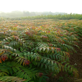 紅油香椿大苗種植季節(jié)占地紅油香椿大苗每天報(bào)價(jià)