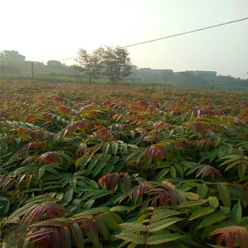 紅油香椿苗價(jià)格及報(bào)價(jià)山東香椿苗基地紅油香椿苗銷售電話