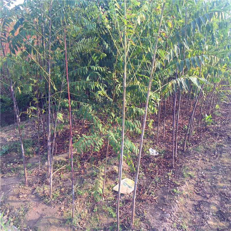 大棚香椿苗种植技术山东香椿苗基地大棚香椿苗出售价格