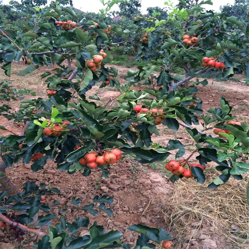 甜紅籽山楂苗基地報價 甜紅籽山楂苗每天報價