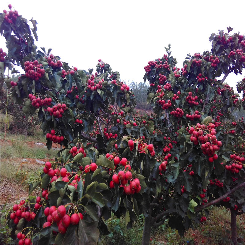 甜紅籽山楂苗批發(fā)價格 甜紅籽山楂苗批發(fā)基地