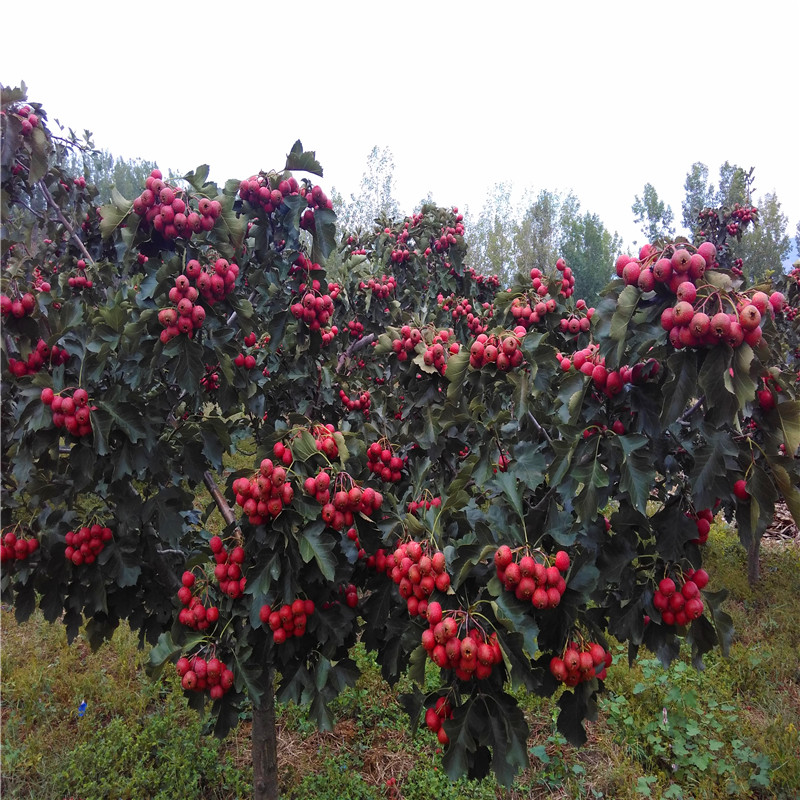 甜山楂樹苗品種特色 甜山楂樹苗批發(fā)基地