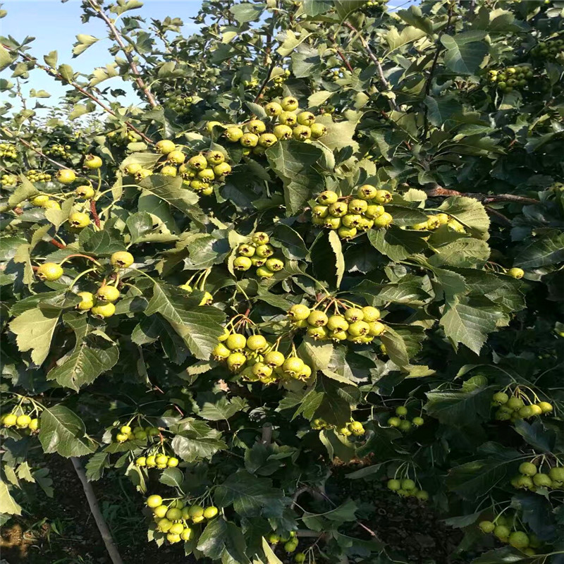 山楂小苗批發(fā)價格 山楂小苗出售價格