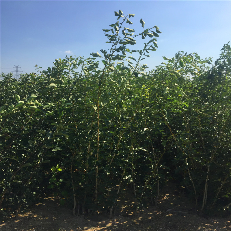 山東甜紅籽山楂苗種植技術(shù)