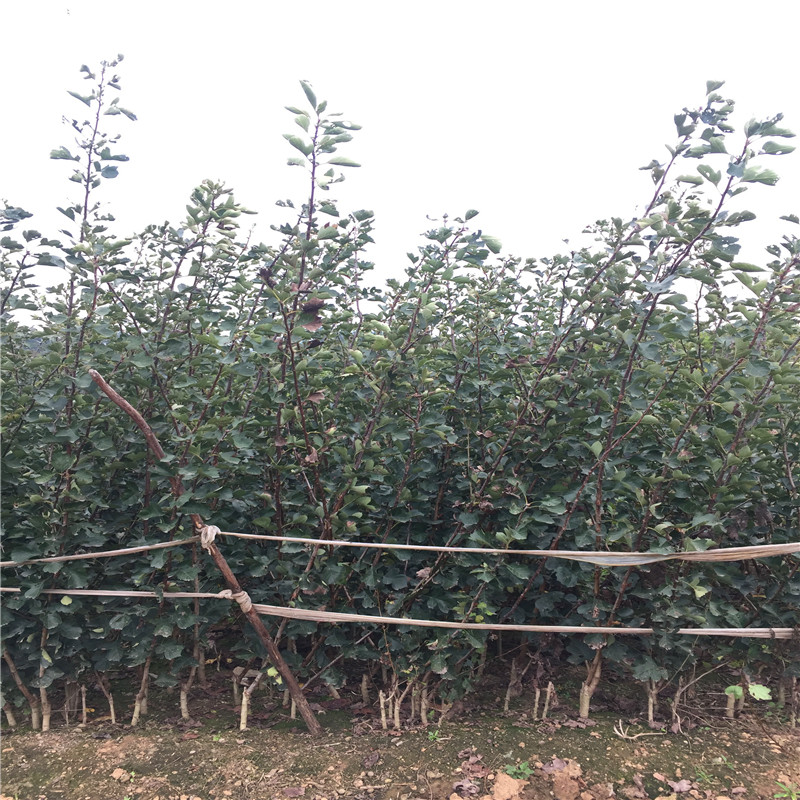 山楂樹批發(fā)價格 山楂樹批發(fā)基地