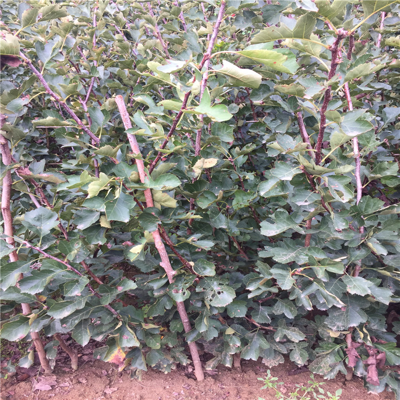 山楂小苗成熟季節(jié) 山楂小苗批發(fā)基地