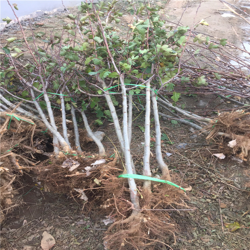 定植两年的山楂树苗山楂小苗出售价格