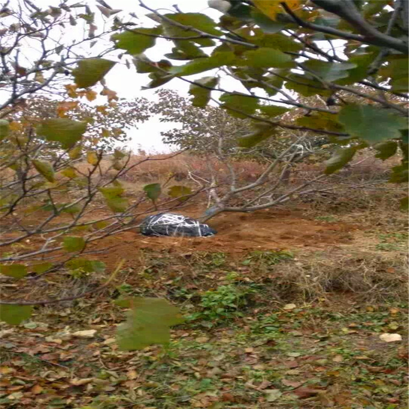 定植兩年的山楂樹苗山楂小苗批發(fā)基地