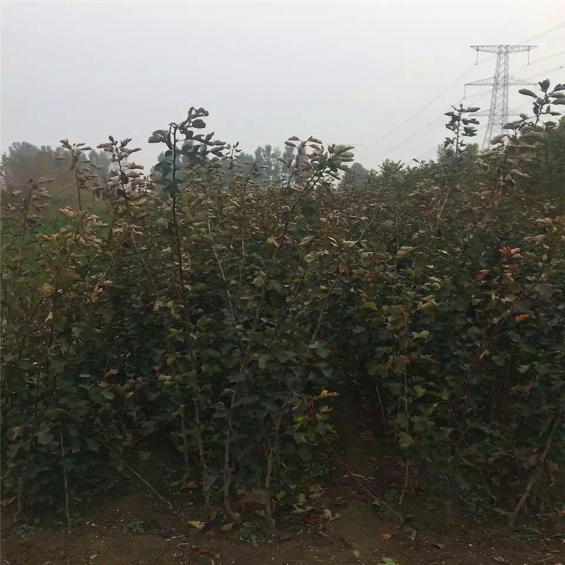 大五棱山楂苗種植季節(jié) 大五棱山楂苗品種特點(diǎn)