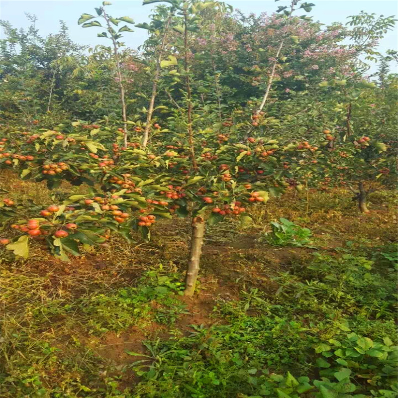 甜紅籽山楂苗批發(fā)價格 甜紅籽山楂苗批發(fā)基地
