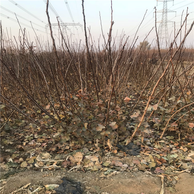 甜紅籽山楂苗基地報價 甜紅籽山楂苗每天報價