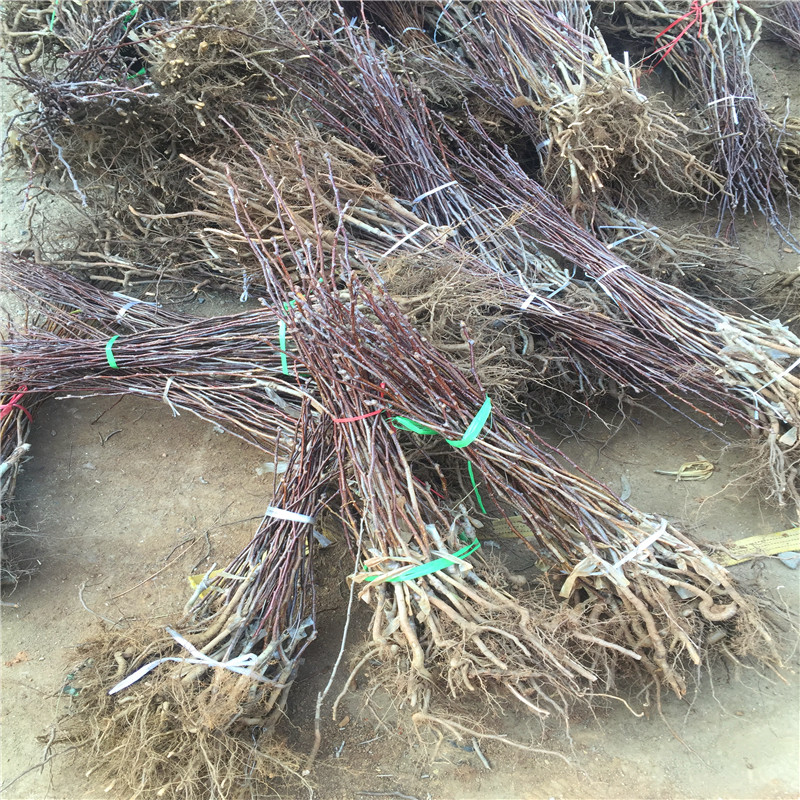山楂樹種植技術 山楂樹批發基地