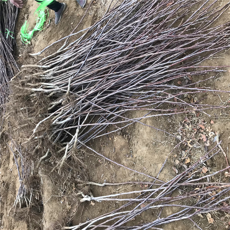 山楂樹成熟季節(jié) 山楂樹品種特點