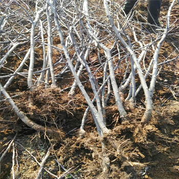 大金星山楂苗成熟季節(jié)大金星山楂苗批發(fā)基地