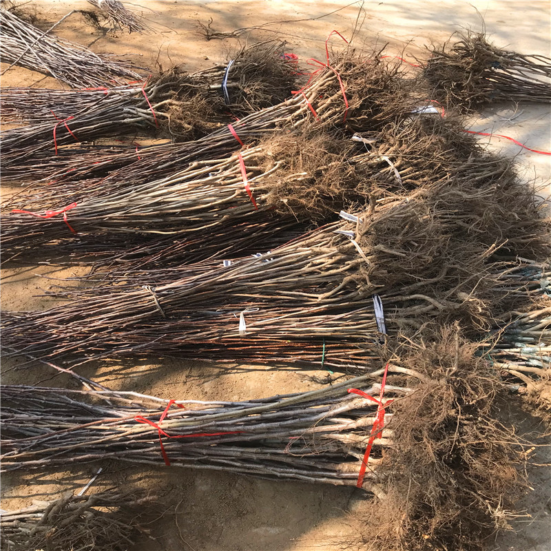 甜紅籽山楂苗種植季節(jié) 甜紅籽山楂苗批發(fā)基地