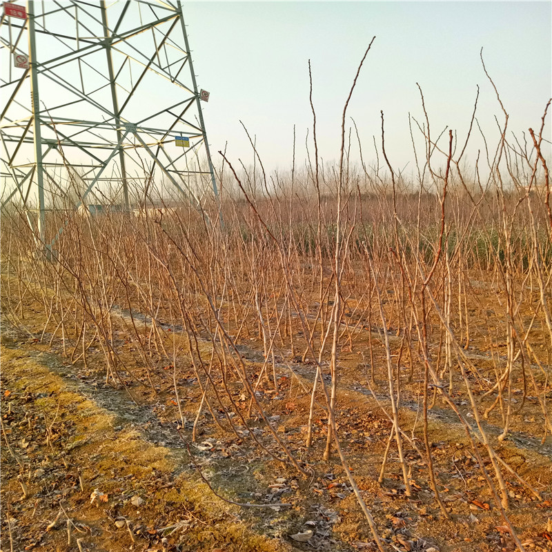 山楂苗批發(fā)基地 山楂苗批發(fā)基地