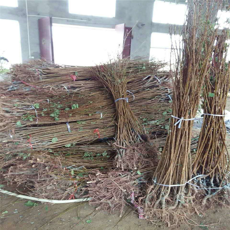 荷蘭香蜜杏樹苗批發(fā)價格定植兩年的荷蘭香蜜杏樹苗品種特點