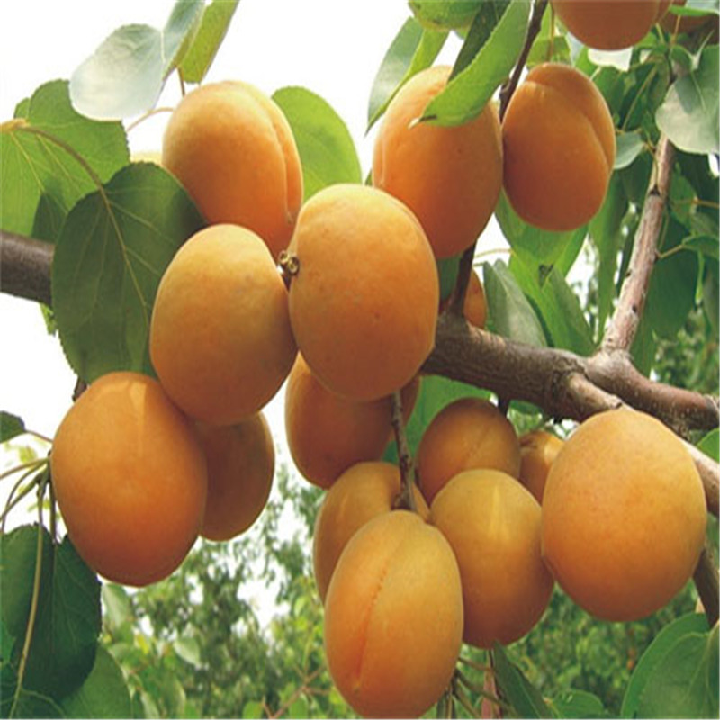 定植兩年的紅杏杏樹苗價(jià)格及報(bào)價(jià)