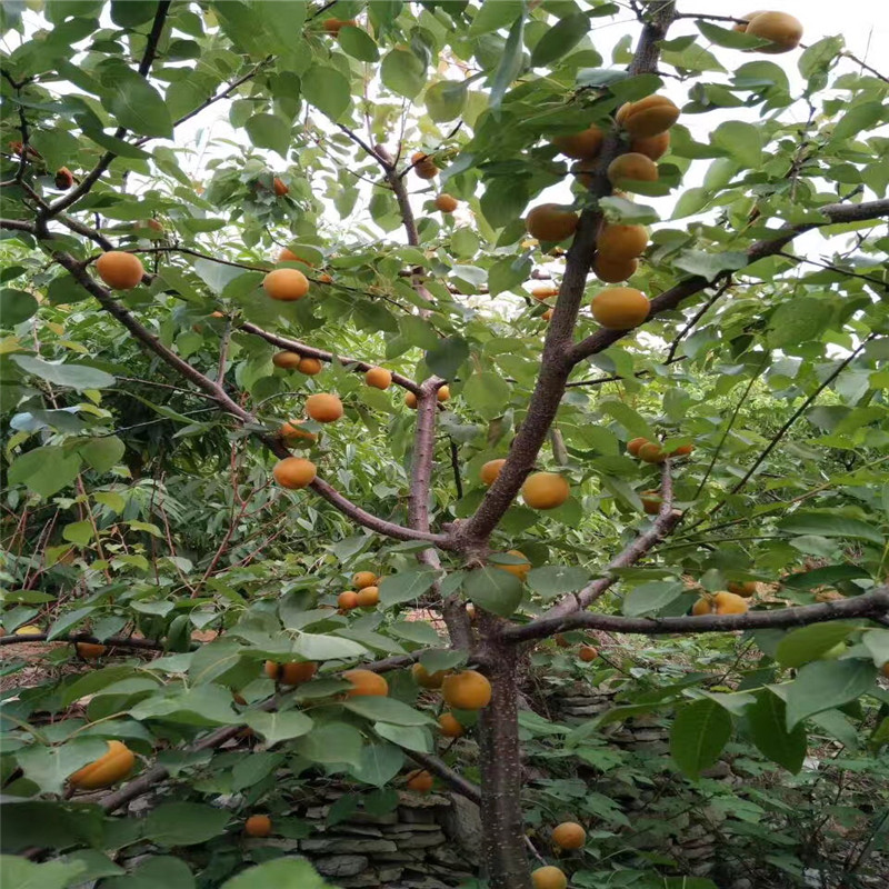紅荷包杏樹(shù)苗兩年結(jié)果五公分當(dāng)年結(jié)紅荷包杏樹(shù)苗每天報(bào)價(jià)