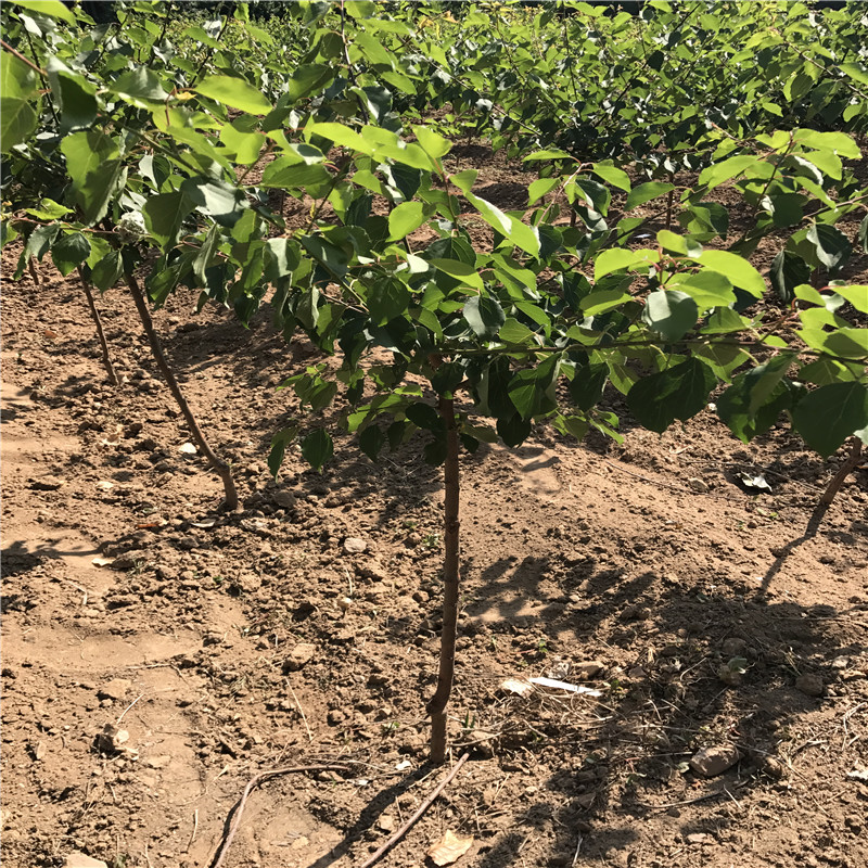 紅荷包杏樹苗基地報價地徑一公分的紅荷包杏樹苗一棵價錢