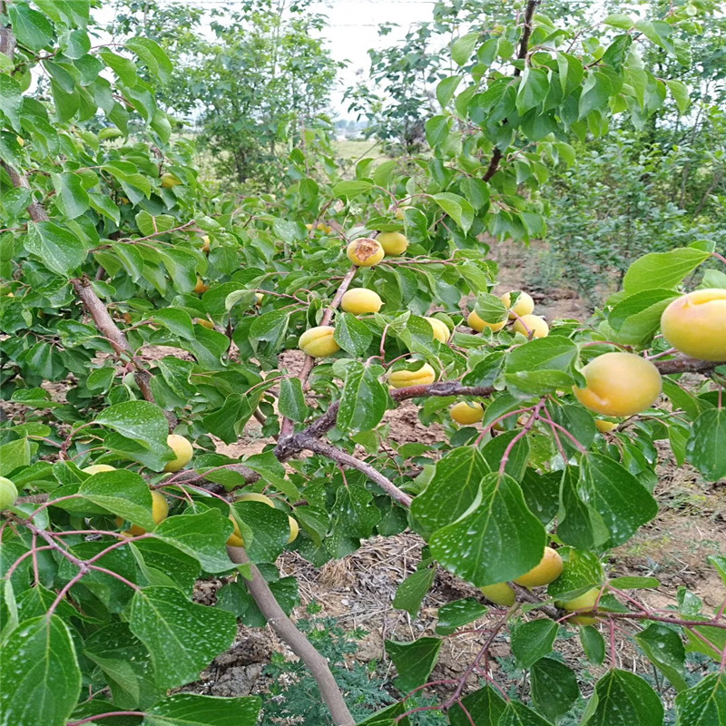 兩年生的嫁接紅杏杏樹苗兩年結(jié)果