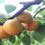 三公分以上的红荷包杏树苗种植季节