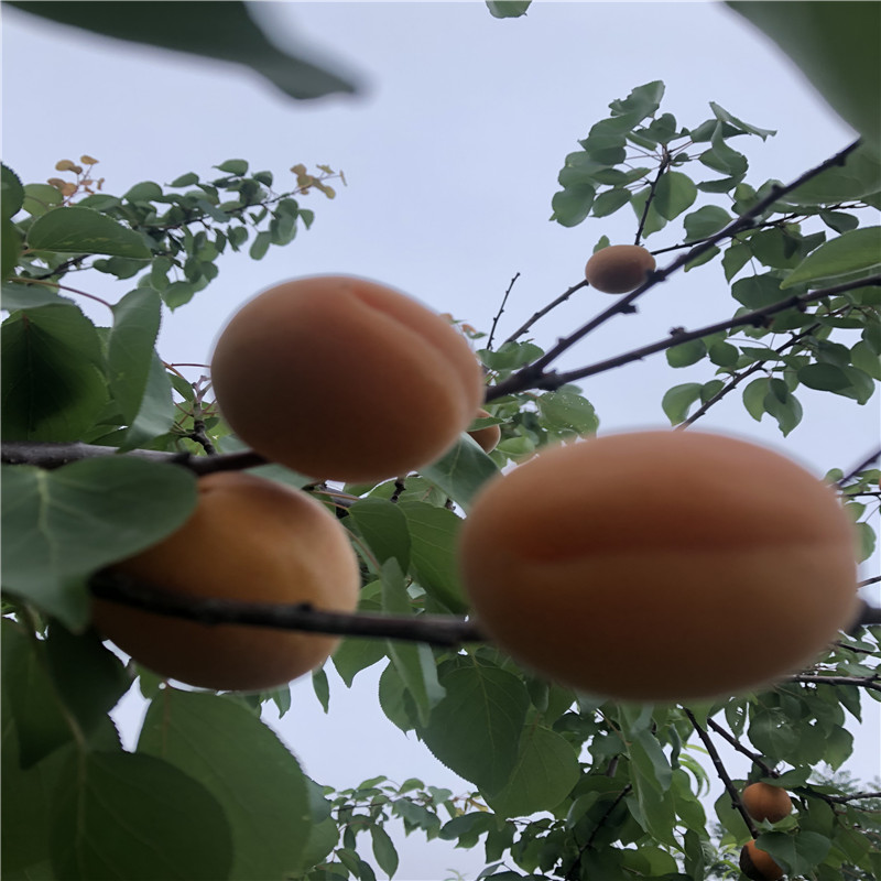 兩年生的嫁接荷蘭香蜜杏樹(shù)苗種植技術(shù)