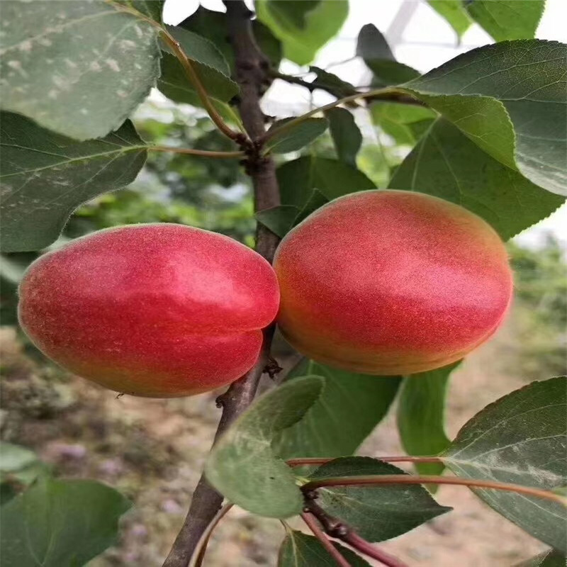 三公分以上的紅杏杏樹苗價(jià)格及報(bào)價(jià)
