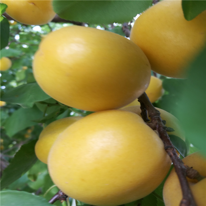 兩年生的嫁接金奧林杏樹(shù)苗種植技術(shù)