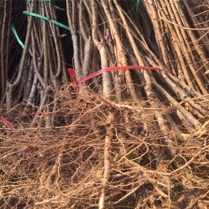 紅荷包杏樹苗種植技術(shù)2020年山東紅荷包杏樹苗每天報(bào)價(jià)