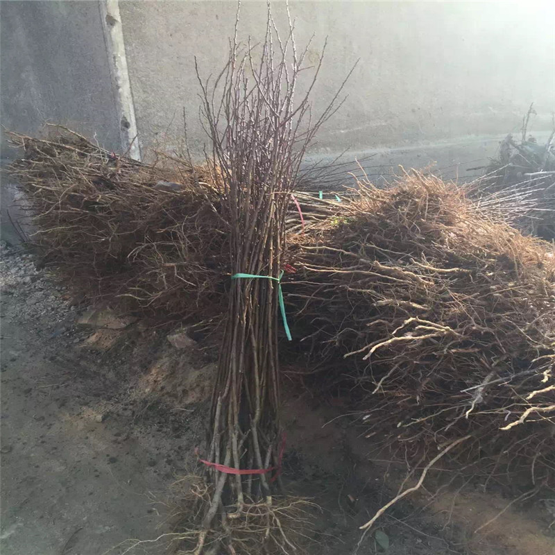 金奧林杏樹(shù)苗種植技術(shù)兩年生的嫁接金奧林杏樹(shù)苗批發(fā)基地