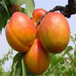 珍珠油杏树苗品种特色2020年山东珍珠油杏树苗销售电话