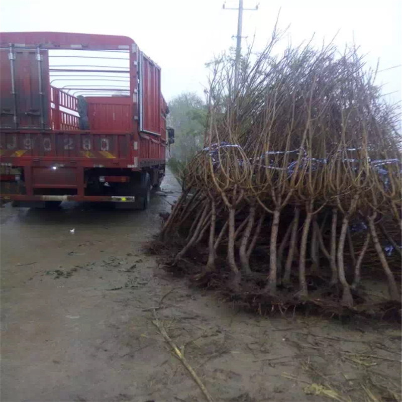 定植两年的金奥林杏树苗基地报价