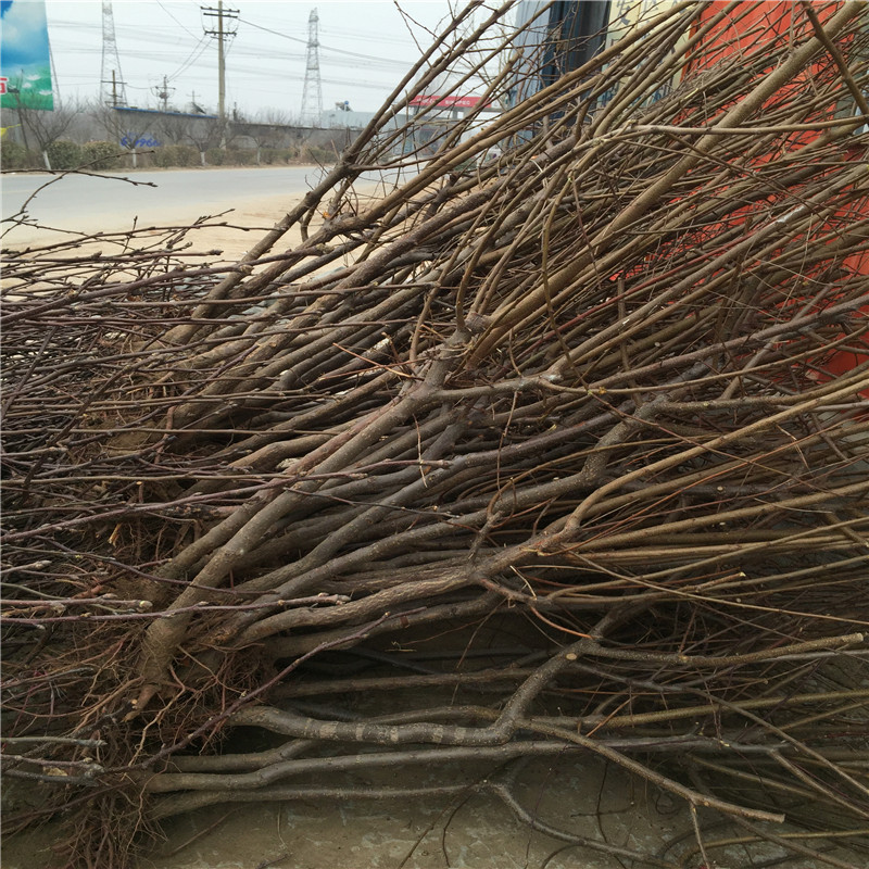 珍珠油杏樹苗基地報(bào)價(jià)三公分以上的珍珠油杏樹苗一棵價(jià)錢