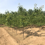 定植两年的红荷包杏树苗品种特色