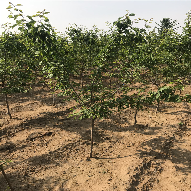紅荷包杏樹苗種植技術(shù)五公分當(dāng)年結(jié)紅荷包杏樹苗銷售電話
