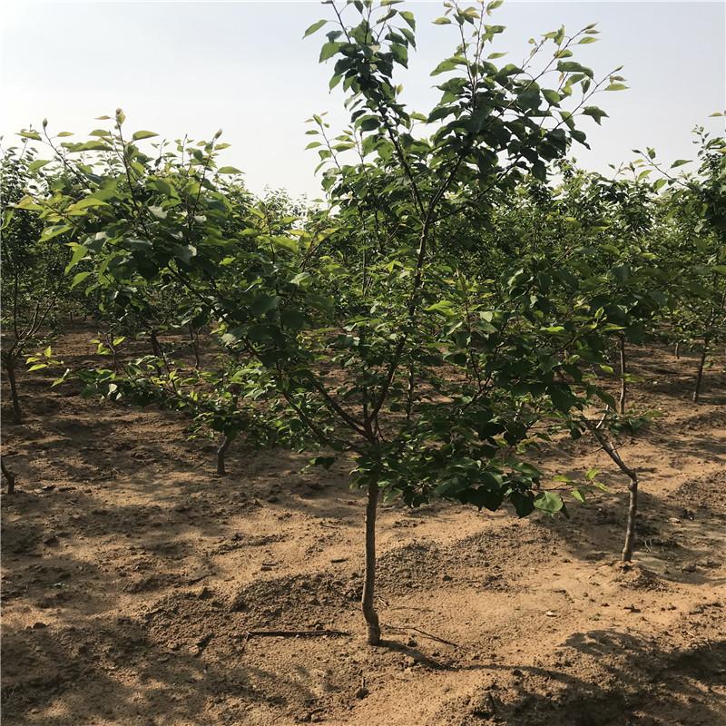 紅杏杏樹苗兩年結(jié)果定植兩年的紅杏杏樹苗每天報價