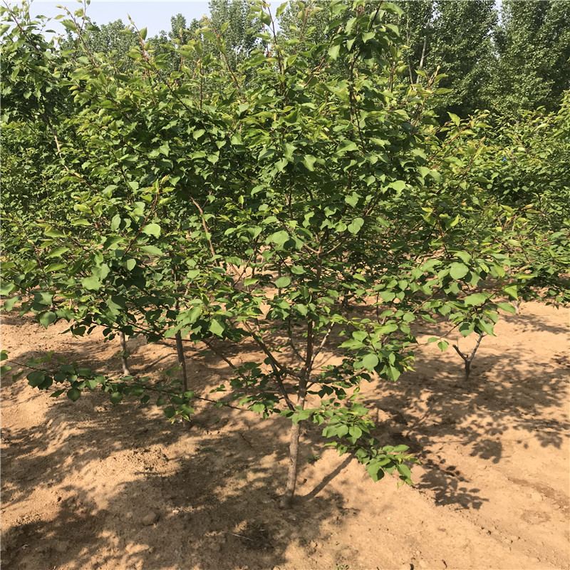 紅荷包杏樹苗品種特色地徑一公分的紅荷包杏樹苗出售價格