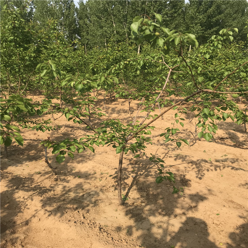 荷蘭香蜜杏樹苗批發(fā)價(jià)格三公分以上的荷蘭香蜜杏樹苗品種特點(diǎn)