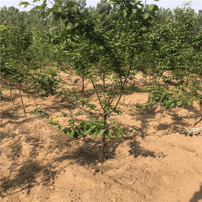 金太陽杏樹苗種植季節(jié)地徑一公分的金太陽杏樹苗批發(fā)基地